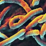 В США начали новое тестирование вакцины от Эболы