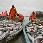 Камчатка вышла в лидеры по инвестициям в рыбную отрасль и вылову рыбы