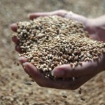 Россельхознадзор не допустил к экспорту более 300 тысяч тонн зерна