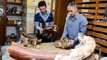 Томские ученые обнаружили новый вид динозавра